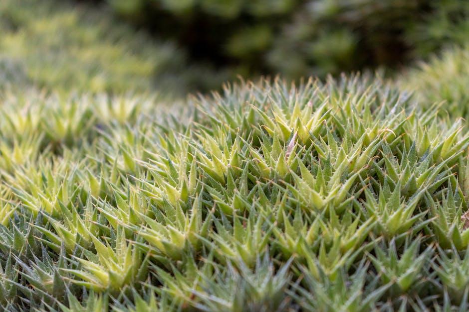 Making Informed⁤ Choices: recommendations ⁢for Your Garden