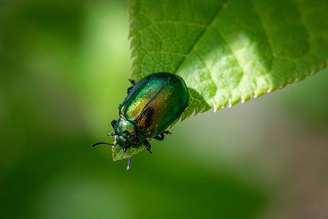 Case Studies: Success ⁤Stories in Pest Control Using Diverse Approaches